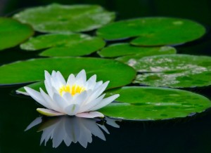white lotus